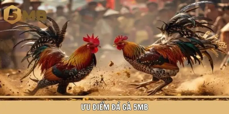 Đánh giá khách quan những điểm nổi bật của đá gà 5MB